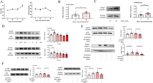 Figure 4. Low-concentration H2O2 increased TOM5 in alveolar epithelial cells via the MAPK/p38 and PI3 K/Akt pathways. (A) CCK8 assay and LDH release assay were used to detect the cell viability of A549 cells after intervention with different concentrations of H2O2, and 10 μM H2O2 was chosen to build the cell proliferation model. (B) The mRNA expression level of TOM5 in A549 cells detected by qPCR. (C) The protein expression level of TOM5 in A549 cells detected by Western blot. (D) P-p38, p38, p-Akt and Akt protein expression in A549 cells stimulated with 10 μM H2O2 for 0, 0.25, 0.5, 1, 2 and 4 hours; (E) P-p38, p38 and TOM5 protein expression in A549 cells stimulated with 10 μM H2O2 for 0.25 hours in the presence or absence of the p38 inhibitor. (F) P-Akt, Akt and TOM5 protein expression in A549 cells stimulated with 10 μM H2O2 for 0.25 hours in the presence or absence of the PI3 K/Akt inhibitor. All experiments were repeated at least three times. * P < 0.05, ** P < 0.01, *** P < 0.001.