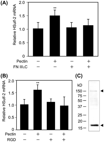 Fig. 4. Effects of FNIII1C and RGD peptides on HSulf-2 mRNA expression level in the differentiated Caco-2 cells.Notes: (A) Differentiated Caco-2 cells were stimulated by 0.1 mg/mL pectin with or without FNIII1C peptide for 1 h. After the medium was exchanged, cells were incubated for 6 h. Relative mRNA expression of HSulf-2 was measured by real-time RT-PCR. (B) Differentiated Caco-2 cells were stimulated by 0.1 mg/mL pectin with or without RGD peptide for 1 h. After the medium was exchanged, cells were incubated for 6 h. Relative mRNA expression of HSulf-2 was measured by real time RT-PCR. The values are shown as means ± SD of three independent experiments. Statistical analyses were performed by Tukey’s test. **p < 0.01. (C) The expression of α5 integrin in differentiated Caco-2 cells was detected by Western blotting analysis.