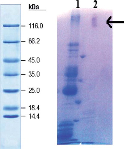Figure 2. SDS-PAGE of xanthine oxidase. The poled fractions from affinity chromatography were analyzed by SDS-PAGE (12% and 3%) and revealed by Coomassie Blue staining. Experimental conditions were as described in the method. Lane 1 contained 5 μL of various molecular mass standards: 3-galactosidase, (116.0), bovine serum albumin (66.2), ovalbumin (45.0), lactate dehydrogenase (35.0), restriction endonuclease (25.0), 3-lactoglobulin (18.4), lysozyme (14.4). Only one protein-staining band was detectable on Line 2.