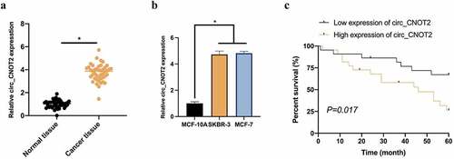 Figure 1. Up-regulated circCNOT2 in BC is linked with poor prognosis. A: RT-qPCR to detect circCNOT2 expression in BC tissue samples and adjacent normal tissues; B: RT-qPCR to detect circCNOT2 expression in MCF-10A and MCF-7 and SKBR-3; C: Prognostic chart of patients with high-expression circCNOT2 and low-expression circCNOT2. Values presentation was detailed in mean ± SD (n = 3). Via one-way ANOVA to calculate the significance of each group, the variance correction was done via Tukey’s test. *P < 0.05