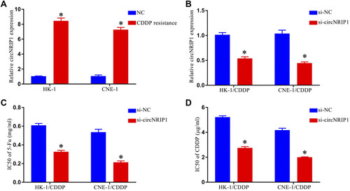 Figure 2 Knockdown of circNRIP1 increased the sensitivity of NPC cells to 5-Fu and CDDP in vitro. (A). Expression of circNRIP1 was significantly increased in HK-1/CDDP and CNE-1/CDDP cells relative to HK-1 and CNE-1 cells (Figure 2A). (B). siRNA constructs were successfully used to knock down circNRIP1 in HK-1/CDDP and CNE-1/CDDP cells, and circNRIP1 knockdown decreased the IC50 values of 5-Fu (C) and CDDP (D) in HK-1/CDDP and CNE-1/CDDP cells. *p < 0.05.