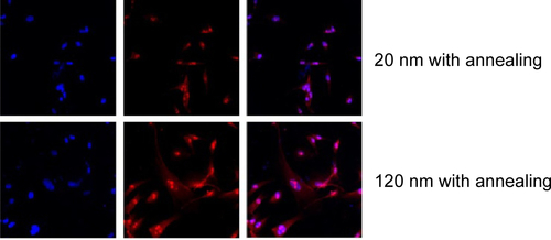 Figure S6 Immunofluorescence of caspase-3 expression in U87 cells cultured on nanotubes including the image of nuclear staining, the nanotubes were annealed.