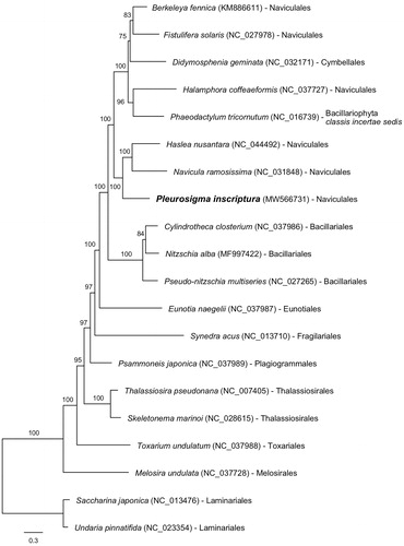 Figure 1. Maximum-likelihood (ML) tree using 34 concatenated mitochondrial proteins from eighteen Bacillariophyta and two Ochrophyta (outgroup) species.