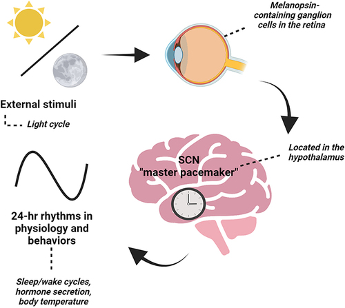 Figure 1 The suprachiasmatic nucleus (SCN), the “master” pacemaker, is located in the hypothalamus and is essential in setting 24-hr rhythms in behaviors and physiology based on external stimuli, like the light cycle. The SCN receives direct input from the retina of the eye through a specialized pathway known as the retinohypothalamic tract. When light enters the eye, it activates specialized photoreceptor cells called melanopsin-containing retinal ganglion cells. These cells then send signals to the SCN, which uses this information to adjust the body’s internal clock. Created with BioRender.com.