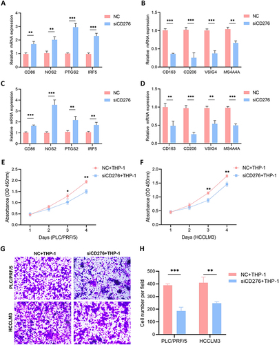 Figure 8 CD276 contributed to macrophage-induced HCC progression. (A and B) Effects of co-culture of THP-1 and PLC/PRF/5 cells transfected with NC or siCD276 on the mRNA expression of M1 and M2 macrophage markers. (C and D) Effects of co-culture of THP-1–derived macrophages and HCCLM3 cells transfected with NC or siCD276 on the expression of M1 and M2 macrophage markers. (E) Effects of co-culture of THP-1–derived macrophages and PLC/PRF/5 cells with low CD276 expression on cell proliferation. (F) Effects of co-culture of THP-1–derived macrophages and HCCLM3 cells with low CD276 expression on cell proliferation. (G and H) The effects of co-culture of THP-1 derived macrophages and PLC/PRF/5 or HCCLM3 cells with low CD276 expression on migration ability.