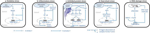 Figure 2. Schematic overview of the regulatory network underlying various stress pathways. To illustrate their adaptive anti-stress roles, only key players in the anti-stress feedback of each pathway are presented in each panel. A: Oxidative stress, B: Inflammatory stress, C: Unfolded-protein stress, D: Heat-shock stress, and E: DNA-damage stress. See the main text for details and other relevant biochemical interactions.