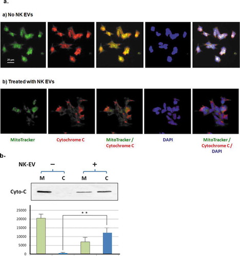 Figure 6. NK-EVs induce release of cytochrome C from mitochondria in the target cells.(a) CHLA255 cells were treated without (upper panel) or with NK-EVs (lower panel) for 12 hr and prepared for immunofluorescence microscopic studies, as described in the Methods and Material section. After extensive washes, the slides were probed with the MitoTracker dye (green), a Rhodamine conjugate of an antibody against cytochrome C (red). The slide was then sealed with mounting solution containing DAPI (blue).(b)Upper panel: mitochondrial (M) and cytosolic (C) fractions were isolated by the Cytochrome C Release Apoptotic kit in the absence (-) or presence (+) of isolated NK-EVs, as described in Methods and Materials. Each sample of the mitochondrial or cytosolic fractions was derived from ~5x107 SupB15 cells and loaded on a 14% SDS-PAGE. The cytochrome C bands (Cyto-C) were shown on the Western blot. Lower panel: quantitative analysis of cytochrome C signals were measured by the program ImageJ from three independent experiments (n = 3). Mitochondrial fractions and cytosolic fractions were indicated as green bars and blue bars, respectively. The standard derivation was shown. ** P < 0.001.