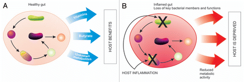 Figure 1 Disrupting microbial function. (A) In a healthy gut bacteria work synergistically, with each bacteria being an integral link in the production of metabolites that are ultimately used by the host, such as vitamins and fatty acids. (B) Host inflammation targets certain groups of bacteria resulting in a loss of core members and core functions, therefore reduced metabolic activity and a deprived host.