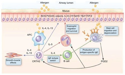 Figure 1 T helper-2 (Th-2) cells in asthma pathogenesis. Inhaled allergens are thought to be processed by two mechanisms in asthmatic airways.