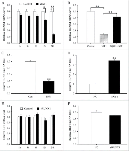 Figure 6. The interaction between IGF1 and RUNX1. (A) RUNX1 expression in antler chondrocytes treated with rIGF1 for 1, 3, 6, 12 and 24 h. (B) Expression of RUNX1 after antler chondrocytes were treated with rIGF1, or rIGF1 and PQ401. (C) Effects of IGF1 overexpression on the expression of RUNX1. (D) Effects of IGF1 siRNA on the expression of RUNX1. (E) IGF1 expression after antler chondrocytes were treated with rRUNX1. (F) Effects of RUNX1 siRNA on the expression of IGF1.