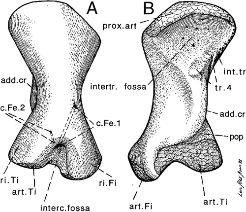 Figure 8. Ichtyostega femur (from Jarvik Citation1996). Ichtyostega acetabulum is shown in Figure 4.
