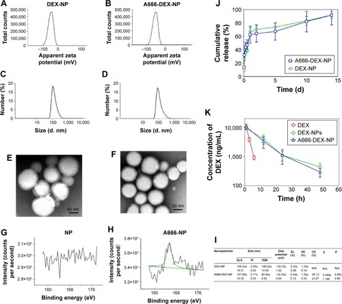 Figure 2 Characterization of A666-conjugated dexamethasone-loaded nanoparticles (A666-DEX-NP).Notes: Zeta potential of DEX-NP (A) and A666-DEX-NP (B). Particle size and size distribution of DEX-NP (C) and A666-DEX-NP (D). TEM images of DEX-NP (E) and A666-DEX-NP (F). Bar, 50 nm. XPS assay of NP (G) and A666-NP (H). (I) Characteristics of DEX-NP and A666-DEX-NP. S represents A666 surface density. D represents mean distance between neighboring PEG chains which linked to A666 peptide. (J) In vitro release profile of DEX from DEX-NP and A666-DEX-NP in artificial perilymph (pH 7.4). (K) In vivo release profiles of DEX in perilymph after RWM administration of DEX, DEX-NP, and A666-DEX-NP (n=5). Values are expressed as mean ± SEM.Abbreviations: A666-DEX-NP, A666 peptide-conjugated NPs loaded with DEX; CE, conjugation efficiency; DEX, dexamethasone; DL, drug loading; DLS, dynamic light scattering; EE, encapsulation efficiency; N/A, not applicable; NP, nanoparticle; RWM, round window membrane; SEM, standard error of the mean; TEM, transmission electron microscopy; XPS, X-ray photoelectron spectroscopy.