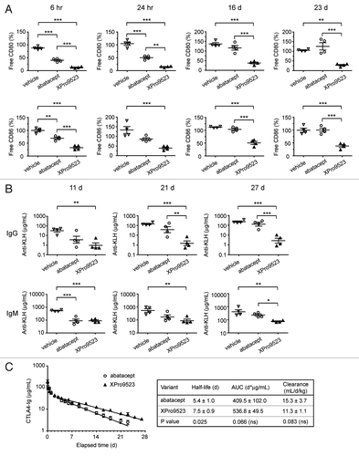 Figure 5. Receptor occupancy and inhibition of immune responses to KLH in monkeys given PBS, abatacept or XPro9523 (6 mg/kg). (A) CD80 (top) and CD86 (bottom) occupancy on CD20+ B cells measured in whole blood following administration of vehicle or CTLA4-Ig biologics. CD20+ B cells were identified in the lymphocyte gate as determined from forward vs. side scatter plots. Receptor occupancy is expressed as the percent of unbound CD80 or CD86 relative to pre-treatment baseline. (B) Suppression of primary and secondary antibody responses to KLH administered 24 h and 16 d after administration of vehicle or CTLA4-Ig biologics. Top graphs, anti-KLH IgG levels and bottom graphs, anti-KLH IgM levels at 11 d, 21 d, and 27 d following administration of vehicle or CTLA4-Ig. In (A) and (B) values represent mean ± SEM from 4 monkeys. The p values shown represent one-way ANOVA with Bonferroni’s post-test; *p < 0.05; **p < 0.01; ***p < 0.001; if unlabeled, not significant (p > 0.05). (C) Pharmacokinetic data. Left, serum concentrations over time. Right, half-life, area under the curve (AUC), and clearance (mean ± SEM of 4 monkeys). The p values shown represent unpaired t tests.