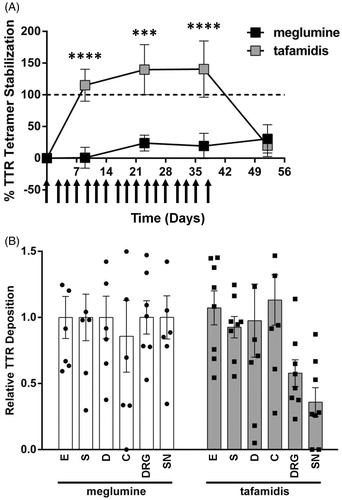 Figure 5. Effect of tetramer stabilization on TTR tissue deposition. TTR tissue deposition in 15-month-old hTTR V30M HSF1± mice following repeat administration of tafamidis or meglumine control. (A) Extent of serum TTR tetramer stabilization by tafamidis. Data represent mean % TTR tetramer stabilization at each time point (meglumine control, n = 4; tafamidis, n = 8); error bars represent SEM. Dashed horizontal line indicates 100% stabilization (2× initial tetramer concentration). Arrows indicate administration of tafamidis or meglumine control. See Supplementary Figure 2 for more detail. (B) Relative TTR tissue deposition in: E, esophagus; S, stomach; D, duodenum; C, colon; DRG, dorsal root ganglion; SN, sciatic nerve. Treatment effect in (A) and (B) evaluated using 2-way ANOVA with Bonferroni’s multiple comparison test (***p < 0.001, ****p < 0.0001).