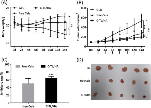 Figure 9. (A) Body weight variations of HepG2 tumor-bearing nude mice after treatment with free Cela, C-TL/HA and GLU, *p < 0.05, **p < 0.01. (B) Tumor growth curve of HepG2 tumor-bearing nude mice under different treatments. The arrows symbolize the time of intravenously administration. *p < 0.05, **p < 0.01, ***p < 0.001. (C) Tumor inhibitory rate analysis after treatment with free Cela and C-TL/HA, ***p < 0.001, vs free Cela. (D) Macroscopic appearance of tumors collected from HepG2 tumor-bearing nude mice after 14 days of treatment.