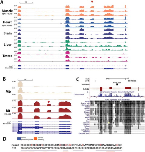 Figure 4. An unannotated exon in the regulator of emerin Lmo7 that is specific to heart and skeletal muscle. (a) Genome browser tracks show RNA-Seq read coverage over Lmo7, with the novel exon highlighted by a red arrowhead. GSE4 and GSE5 refer to two rat body map datasets produced by independent labs. E(PSI) values represent expected percent spliced in (PSI) values calculated by MAJIQ. (b) Again showing genome browser tracks, but for mouse C2C12 myogenesis data where each replicate is a representative sample from data from an independent lab. (c) PhyloP conservation track shows that the genomic region containing the novel exon is highly conserved between vertebrates. (d) Alignment of the mouse and rat exon amino acid sequences shows the high level of conservation, with non-conserved amino acid residues highlighted in red. Blue and orange lines indicate regions of the sequence where serine phosphorylation motifs and serine binding motifs respectively were identified by PhosphoMotif Finder.