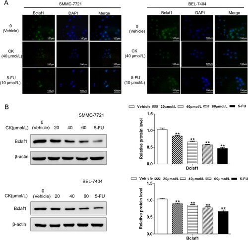 Figure 4. (A) Immunofluorescence analysis was used to detect the expression and localization of Bclaf1 in SMMC-7721 and BEL-7404 cells (×400). (B) Bclaf1 expression in SMMC-7721 and BEL-7404 treated with CK (20, 40, or 60 µmol/L) was detected by western blotting and compared with findings in the blank control group (**P < 0.01).