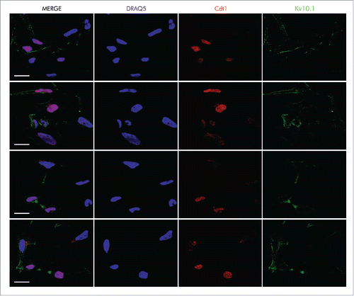 Figure 2. Kv10.1 can be detected at the cytoplasmic bridge in cells undergoing cytokinesis, and it is also present on the cell surface of cells at G1 phase, as determined by Cdt1 expression. HeLa cells were labeled with anti- Cdt1 and anti-Kv10.1. Scale bar 20 µm.