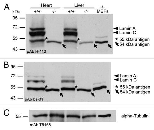 Figure 3. Detection of a 54 kDa antigen in Lmna−/− samples with different A-type lamin-specific antibodies by immunoblotting. Lmna−/− and wild type samples were subjected to SDS-PAGE followed by western blotting. Membranes were stained with either anti-lamin A/C pAb H-110 (A) or anti-lamin A/C pAb bs-01 (B). Sample loading was controlled with anti-α-tubulin mAb T5168 (C). Lamins A (70 kDa) and C (60 kDa) are indicated by arrowheads. The 54 kDa antigen of Lmna−/− samples is marked by arrows. Asterisks indicate a 55 kDa antigen present in wild type samples.