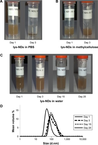 Figure 1 Dispersion stability of lys-NDs in biologically relevant media.Notes: Dispersions of (A) lys-NDs in PBS, (B) lys-NDs in methylcellulose gel, and (C) lys-NDs in aqueous medium at different time points showing maximum aggregation of ND particles in PBS upon 3 days of standing and minimum aggregation of ND particles in aqueous medium over 25 days; (D) size distribution curves for lys-NDs in aqueous medium on day 1, day 3, day 15, and day 25. Each curve is derived from an average of six distributions with ten individual scans.Abbreviations: PBS, phosphate-buffered saline; lys-NDs, lysine-functionalized NDs; NDs, nanodiamonds.