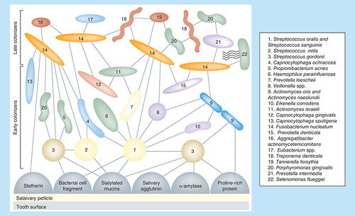 Figure 9.  Oral bacterial colonization.Spatiotemporal model of oral bacterial colonization showing recognition of salivary pellicle receptors by initial colonizing bacteria and coaggregations between initial colonizers, fusobacteria and late colonizers of the tooth surface. Collectively, these interactions are proposed to represent development of dental plaque. Starting at the bottom, initial colonizers, Streptococcus gordonii, Streptococcus mitis, Streptococcus oralis and Streptococcus sanguinis, bind to complementary salivary receptors (sialylated mucins, proline-rich protein, α-amylase, salivary agglutinin and bacterial cell fragments) in the acquired pellicle coating the tooth surface. Late colonizers bind to previously bound bacteria. Sequential binding results in the appearance of nascent surfaces that bridge with the next coaggregating partner cell. Coaggregation is different from aggregation that occurs between genetically identical cells and from agglutination of cells through interaction of cells with soluble molecules, for example, antibodies. Most coaggregations are between cells of different genera; Fusobacterium nucleatum strains, for example, coaggregate intergenerically with representatives of all oral bacterial species. However, intrageneric coaggregation among fusobacterial strains is only rarely observed. In sharp contrast, streptococci exhibit broad intrageneric coaggregation partnerships (e.g., S. gordonii and S. oralis) as well as intraspecies partnerships (e.g., S. gordonii DL1 and S. gordonii 38). Each bacterial strain exhibits specificity in partners. For example, some streptococci are capable of coaggregating with certain Veillonella spp., whereas other streptococci cannot coaggregate with those veillonellae but do coaggregate with a separate group of veillonellae.Reproduced with permission from [Citation90] © Macmillan Publishers Ltd (2010).