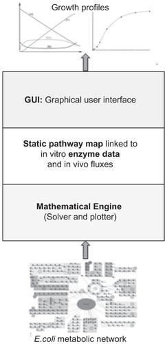Figure 10 Schematic representation of the iC-PHYS™ engine with a 3-tier structure. The mathematical engine, comprising the solver and the plotter, forms the foundation of iC-PHYS™. The interconnected E. coli map with relevant kinetic parameters and equations forms the secondary layer, while the graphical user interface (GUI) forms the uppermost layer. The user manipulates and generates data by using the GUI.