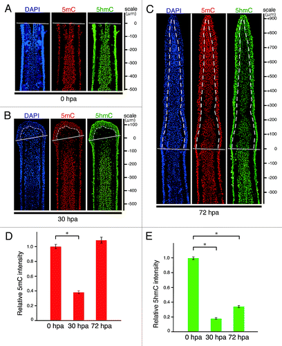 Figure 1. Spatial and temporal distributions of 5mC and 5hmC during regeneration of zebrafish fin. (A–C) Longitudinal sections of wild type fin regenerates that were immunohistochmically stained with antibodies against 5mC (red) and 5hmC (green) at 0 (A), 30 (B), and 72 hpa (C). The fluorescent signals of DAPI (blue) indicate the presence of nuclei. Uniform distributions of 5mC and 5hmC fluorescent signals were observed in the intra-ray cells at 0 hpa (A). The fluorescent signals of both 5mC and 5hmC in the balstema cells and cells within 150 μm proximal to the amputation plane at 30 hpa were lower than those at 0 hpa (B). At 72 hpa, the 5mC level in the blastema cells was almost restored, whereas the 5hmC level in the blastema cells was still lower than that at 0 hpa (C). White lines indicate the amputation planes. Dashed lines outline the basement membrane, which shows the boundary between the epidermis and blastema. Scale bars represent the distance from the amputation plane. (D andE): Quantification of the relative fluorescent signal of 5mC or 5hmC at 0, 30, and 72 hpa. Relative 5mC intensity at 30 hpa, and relative 5hmC intensities at 30 and 72 hpa, were significantly lower than those at 0 hpa. In contrast, relative 5mC intensity at 72 hpa was almost the same as that at 0 hpa. * p < 0.001 by Student’s t- test. Error bars represent the standard error.