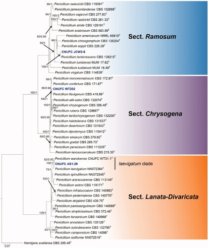 Figure 3. Phylogram generated from the Maximum Likelihood (RAxML) analysis based on a combined BenA, CaM and RPB2 sequence data for species classified in the Penicillium sections Chrysogena, Lanata-Divaricata and Ramosum. Bootstrap values ≥70% MLBS and ≥0.90 BPP are indicated above or below branches. Hamigera avellanea CBS 295.48 was used as the outgroup. The newly generated sequences are indicated in blue bold. T = ex type.