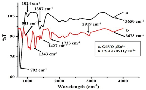 Figure 2. FT-IR spectra of (a) GdVO4:Eu3+ and (b) PVA-GdVO4:Eu3+.