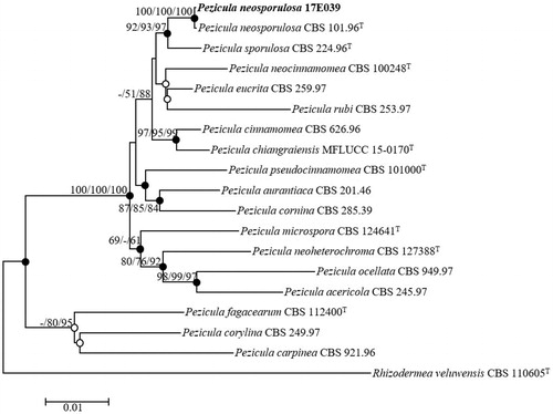 Figure 4. Neighbor-joining phylogenetic tree of 17E-039 based on combined sequences data (ITS + LSU+RPB2) showing the relationships between P. neosporulosa and the closest Pezicula spp. The tree was rooted using Rhizodermea veluwensis CBS 110605T as an outgroup. The numbers above the branches represent the bootstrap values (ML/MP/NJ) obtained for 1000 replicates (values smaller than 60% were not shown). The isolated strain of this study is indicated in bold. Bar, 0.01 substitutions per nucleotide position.