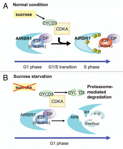 Figure 1 Model of G1-phase arrest after sucrose starvation. (A) Under normal sucrose conditions, RBR represses transcription by binding E2Fs during early G1 phase. However, CDKA/CYCD3 phosphorylates RBR during late G1 phase, which results in releasing a functional E2F-DP to activate target genes involved in progression into S phase. (B) During sucrose starvation, CYCD3;1 undergoes proteasome-dependent degradation and disappears rapidly within several minutes. However, both AtRBR1 and E2Fs also undergo proteasome-dependent degradation, and this may be required for G1-phase arrest after prolonged sucrose starvation.