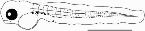 Figure 2. Line drawing of a larval torrentfish (C. fosteri) indicating distinguishing features (see discussion).