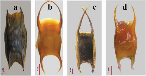 Figure 6. Egg cases of the four genera of Mediterranean skates: a) Dipturus; b) Leucoraja; c) Rostroraja; d) Raja. Photos by D. Massi (a); S. Iglesias (b); G. Morey (c); F. Serena (d).