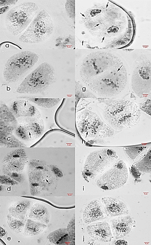 Figure 6. Meiosis II cells of Saccharum officinarum L. (OIO, 1000×): (a–e) var. VMC 84-947: (a) prophase II; (b) non-congressional alignment at metaphase II; (c) anaphase II with laggards; (d) telophase II with laggards; (e) normal tetrad cells. (f–j) var. PSR 00-343: (f) prophase II with laggards and chromosomes caught at the cell plate; (g) metaphase II with laggards; (h) anaphase II with laggards; (i) telophase II with laggards; (j) normal tetrad cells.