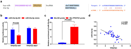 Figure 2. TP53TG1 targets miR-33a-5p. (a), the binding site for TP53TG1 and miR-33a-5p was predicted by the bioinformatic website; (b), the targeting relationship between miR-33a-5p and TP53TG1 was validated by luciferase reporter gene assay; (c), the effects of TP53TG1 on miR-33a-5p enrichment were detected by RNA pull-down assay; (d), the correlation between TP53TG1 and miR-33a-5p in CC tissues was assessed by linear regression analysis; The data in the figure were all measurement data, and the values were represented by mean ± standard deviation, the t-test was used for the comparison between two groups; P < 0.05 was regarded as the indicator of statistical significance. The cell experiment was repeated at least three times independently.