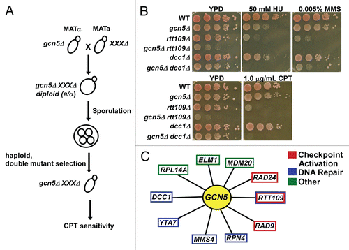 Figure 2 A genetic screen was performed to identify genetic pathways that function in parallel to GCN5 in response to DNA damaging agent CPT. (A) Schematic diagram of the yeast genetic screen for mutants that enhance the sensitivity of gcn5Δ mutant to the DNA damaging agent, camptothecin (CPT). (B) Mutants from the initial screen were evaluated using a spot assay. A ten fold series dilution of yeast cells of the indicated genotype were plated onto regular growth media, YPD, or media containing low concentrations of the DNA damage agents camptothecin (CPT), methyl methanesulfonate (MMS), and hydroxyurea (HU). (C) Summary of the genes found to interact genetically in parallel with GCN5 in response to DNA damage. Those genes in red have roles in checkpoint activation, those in blue have identified roles in DNA repair, and those in green are genes with other functions that act in a parallel manner to GCN5 in response to DNA damage.