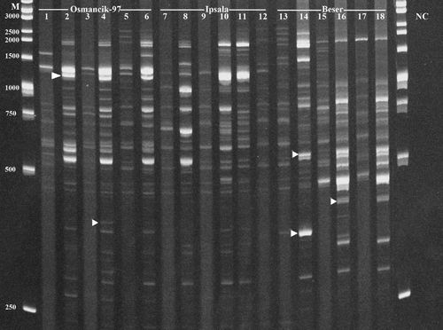 Figure 2. IRAP-PCR results of Houba/Tos5/Osr13 in O. sativa cvs.