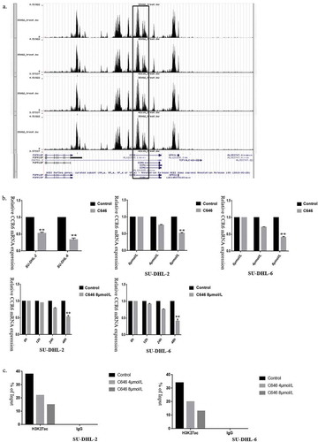 Figure 6. H3K27ac in the promoter of CCR6 promotes CCR6 transcription. (a). Enrichment analysis of H3K27Ac in CCR6 promoter in DLBCL cell lines through Cistrome Data Browser; (b). Different concentrations (0, 4, 8 μmol/L) and times (0, 12, 24, 48 h) were applied to determine the effects of C646 on the CCR6 expression in DLBCL cells; (c). Alteration of H3K27ac enrichment in CCR6 promoter in SU-DHL-2 (left) and SU-DHL-6 (right) cell line after C646 treatment