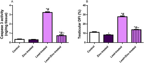 Figure 6. The effects of zinc on testicular caspase 3 activity (A) and DNA fragmentation index, DFI (B) in lead-treated male Wistar rats. Values are mean ± SEM of 5 replicates. Data were analyzed by one-way ANOVA followed by Tukey’s post hoc test. *P < 0.05 vs. control, #P < 0.05 vs. zinc-treated, ∼P < 0.05 vs. lead-treated.