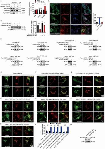 Figure 6. Lycorine-induced SCAP degradation depends on the TB domain of SQSTM1 and can be reversed by fatostatin. (A) 293 T cells were transfected with the indicated plasmids for 24 h. Immunoblotting for indicated proteins after immunoprecipitation of MYC from 293 T cells (n = 3). (B) HL-7702 cells were pretreated with 20 µM fatostatin for 1 h. The cells were treated with or without 20 µM lycorine for 8 h. The protein level of SCAP was detected by WB (n = 3). (C) HL-7702 cells were transfected with EGFP-SCAP and SQSTM1-OFP for 48 h, then the cells were pretreated with 20 µM fatostatin for 2 h, then lycorine was added to these cells for another 4 h. The lysosome was stained by LysoTracker™ Red. After the treatment, the images were captured with confocal microscopy (n = 3). Quantification of colocalizations. The analysis of Mander’s colocalization coefficient was performed as detailed in the Materials and Methods. (D) The WT or sqstm1−/- MEF cells were replenished the indicated truncation of SQSTM1 for 24 h. The cells were treated with 20 µM lycorine for 8 h. The protein level of SCAP was detected by WB (n = 3). (E-K) The sqstm1−/- cells were replenished with the indicated truncation of SQSTM1 for 24 h. cells were treated with 20 µM lycorine for 4 h. After the treatment, the images were captured with confocal microscopy (n = 3). (L) Quantification of colocalizations. The analysis of Mander’s colocalization coefficient was performed as detailed in the Materials and Methods. (M) The protein level of SQSTM1 was detected by WB. Error bars are represented as mean ± SEM. Statistical analysis was done with one-way ANOVA (The Dunnett’s posttest). ***p < 0.001