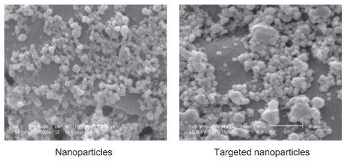 Figure 1 Scanning electron microscopic image of (A) poly lactic-co-glycolic acid nanoparticles containing docetaxel and (B) targeted nanoparticles.