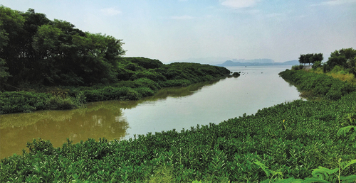 Photo 9. Restored native mangroves and terrestrial vegetation. Photographer: Hua-Lin Xu.