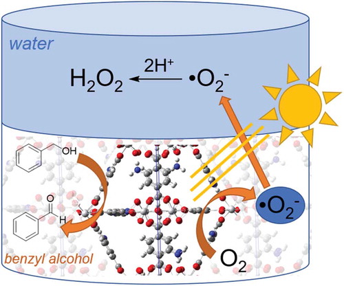 Figure 3.3.2. Photocatalytic H2O2 production utilizing the two-phase benzyl alcohol (bottom) and water (top) system. Adapted from Angew. Chem. 2019, 131, 5456–5460