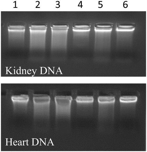 Figure 3. Protective effect of methanol extract of C. songarica on DNA of kidney and heart tissue. Lane 1 – Control, Lane 2 – CCl4-treated rats, Lane 3 – (CCl4 + 100 mg/kg b wt plant extract), Lane 4 – (CCl4 + 200 mg/kg b wt plant extract), Lane 5 – (CCl4 + 300 mg/kg b wt plant extract) and Lane 6 – (CCl4 + vitamin E 50 mg/kg b wt).