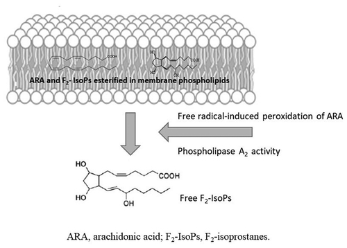 Figure 2. Synthesis of F2-isoprostanes from arachidonic acid esterified in membrane phospholipids. In contrast to cyclooxygenase-derived prostaglandin that are generated from free arachidonic acid (ARA), F2-isoprostanes (F2-IsoPs) are initially formed from the oxidation (free-radical-induced peroxidation) of ARA esterified in membrane phospholipids (in the figure, membrane phospholipid bilayer with esterified ARA and F2-IsoPs are shown). F2-IsoPs can then be released from the phospholipid backbone as free fatty acids (free F2-IsoPs in the figure) by phospholipase action (Phospholipase A2 activity, in the figure).