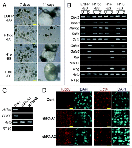 Figure 2. H1foo-expressing ES cells exhibit defective differentiation. (A) Phase-contrast images of the EBs derived from EGFP-, H1foo-, H1e- and H1f0-ES cells after 7 and 14 d of culture. Scale bars denote 200 μm. (B) RT-PCR of maker genes for pluripotent stem cells (Zfp42, Dppa3, Nanog, Sall4 and Oct4) and markers for developmental stages (differentiation), including endoderm markers (Gata4, Gata6 and Sox17), mesoderm markers (Kdr), and an ectoderm marker (Nog), in EGFP-, H1foo-, H1e-, and H1f0-ES (U columns) and EBs cultured for 7 d (D columns). (C) RT-PCR of H1foo-EGFP-encoding transcripts during neural differentiation of H1foo-ES transfected with shRNA. Cont.-shRNA (Cont), H1foo-shRNA1(shRNA1) and H1foo-shRNA2 (shRNA2) were transfected by lipofection of H1foo-ES at 0, 3, and 6 d of culture for neural differentiation. After 10 d of culture, cells were collected, and RNA was isolated for RT-PCR. (D) Immunofluorescence images of neural differentiated H1foo-ES rescued by transfection with H1foo-shRNA. The H1foo-ES line was probed for Tubb3 (red, left), Oct4 (red, right), and DAPI (blue) after 10 d of culture. Scale bars denote 450 μm.