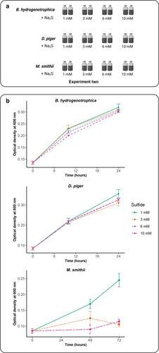 Figure 2. Impact of sulfide concentrations on the growth of B. hydrogenotrophica, D. piger and M. smithii. (a) schematic overview of Experiment two (b) the optimal density of B. hydrogenotrophica, D. piger and M. smithii under different sulfide concentrations during incubations. Data are shown as average ± standard deviation (n = 2).