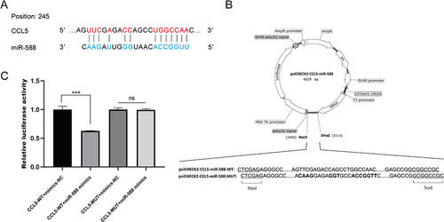 Figure 2 (A) Predicted binding sites in the TargetScan public database. (B) Plasmids were designed and synthesized. (C) Relative luciferase activity of constructs containing wild-type or mutant CCL5 reporter genes in cells transfected with negative control or miR-588. Renilla luciferase was used as the reporter gene; firefly luciferase was used as an internal reference reporter gene for normalization. Statistics were represented as mean ± SD. ***P < 0.001.