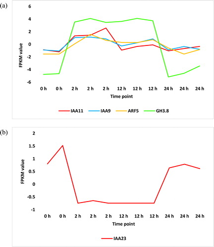 Figure 4. Upregulated (a) and downregulated (b) transcripts in ‘Plant hormone signal transduction’ pathway across time of salt stress (0, 2, 12 and 24 h) in leaves of H. spontaneum. IAA = AUX/IAA protein, ARF = auxin response factor, GH3.8 = Gretchen Hagen 3.8.