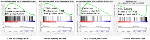 Figure 10 Enrichment plots of SMURF1 from GSEA analysis in ovarian cancer.